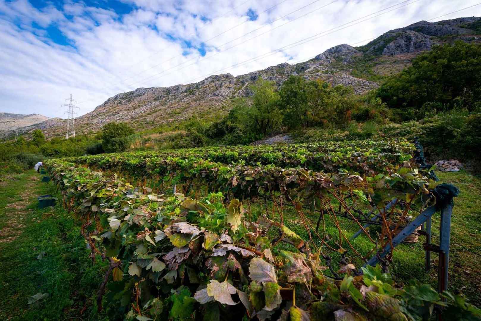Sunset wine tasting tour Dubrovnik